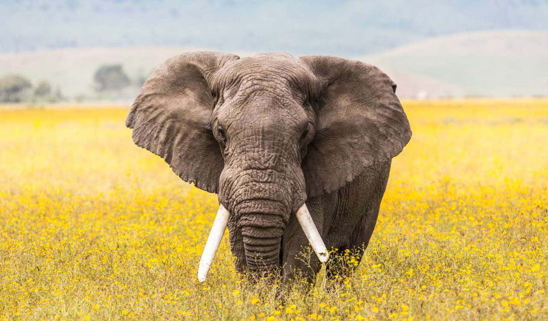 Der Elefant als Sinnbild unserer Firmenphilosophie